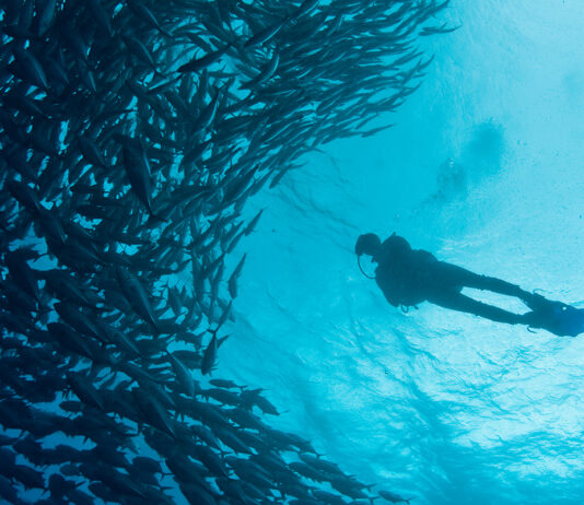 Las extensas áreas marinas “desprotegidas” de México (Parte 2): Cobro de derechos, un fondo perdido para la conservación marina y costera Las extensas áreas marinas “desprotegidas” de México (Parte 2): Cobro de derechos, un fondo perdido para la conservación marina y costera