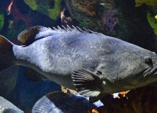 Instituciones inclusivas en el estado de Yucatán pueden ser clave para salvar al mero de su colapso (Parte I) Instituciones inclusivas en el estado de Yucatán pueden ser clave para salvar al mero de su colapso (Parte I)