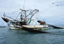 Una mirada a la pesca de arrastre en México Una mirada a la pesca de arrastre en México