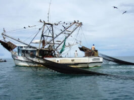 Una mirada a la pesca de arrastre en México