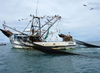 Una mirada a la pesca de arrastre en México Una mirada a la pesca de arrastre en México