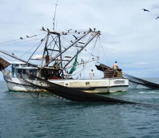 Una mirada a la pesca de arrastre en México Una mirada a la pesca de arrastre en México