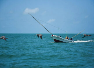 Lanzamiento de la evaluación TAKING STOCK: Transparencia del gobierno en las pesquerías marinas de México Lanzamiento de la evaluación TAKING STOCK: Transparencia del gobierno en las pesquerías marinas de México
