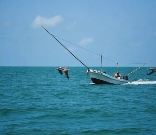 Lanzamiento de la evaluación TAKING STOCK: Transparencia del gobierno en las pesquerías marinas de México Lanzamiento de la evaluación TAKING STOCK: Transparencia del gobierno en las pesquerías marinas de México