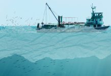 Hacia una pesca sostenible y segura en México: Recomendaciones de política pública