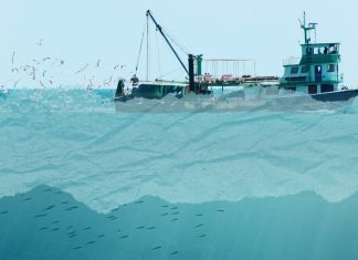 Hacia una pesca sostenible y segura en México: Recomendaciones de política pública