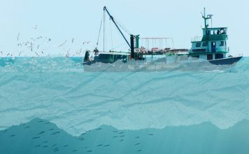 Hacia una pesca sostenible y segura en México: Recomendaciones de política pública